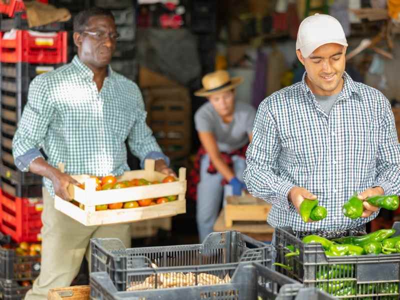 Personas seleccionando y acomodando vegetales en un centro de acopio o mercado, preparación para distribución.