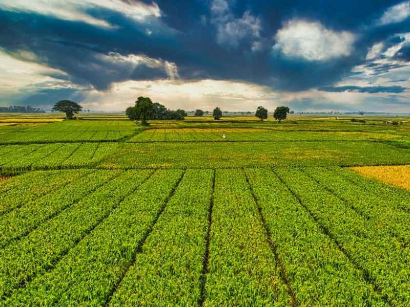 Vista amplia de campos agrícolas que representan producción local y estabilidad del suministro de alimentos.