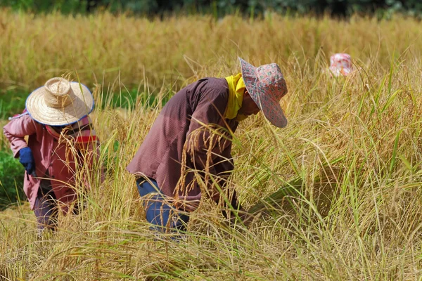 Comunidades indígenas impulsando desarrollo sostenible