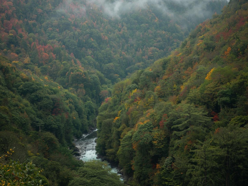 Protección de cuencas hidrográficas en un paisaje de río y bosque en Guatemala