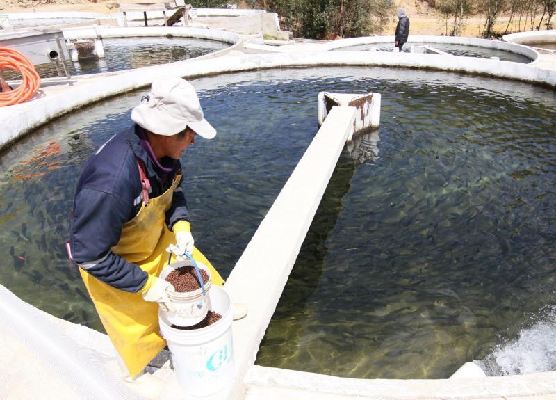 Alimentación controlada de peces para mejorar la productividad y sostenibilidad de la acuicultura sostenible en Guatemala.