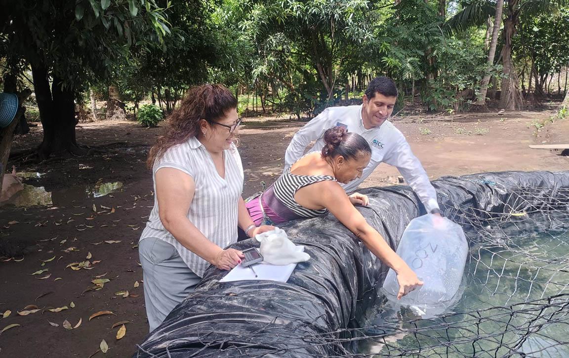 Producción de tilapia como parte de la acuicultura sostenible en Guatemala y el desarrollo de comunidades productoras.
