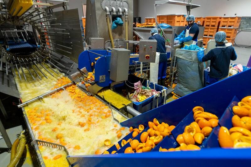 Procesamiento de subproductos de cítricos mediante economía circular en la industria alimentaria